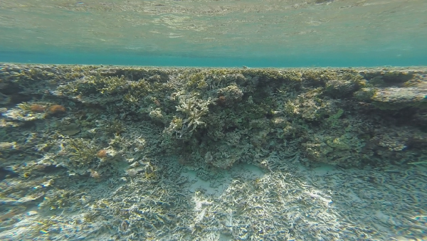 宮古島の珊瑚