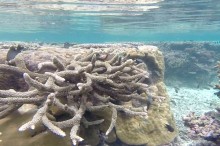 吉野海岸の珊瑚