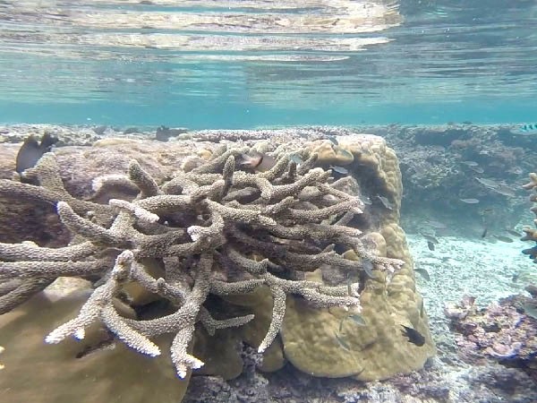 吉野海岸の珊瑚